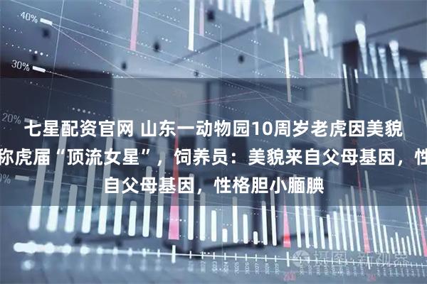 七星配资官网 山东一动物园10周岁老虎因美貌火出圈，被称虎届“顶流女星”，饲养员：美貌来自父母基因，性格胆小腼腆